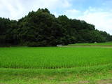 日向 泰野城の写真