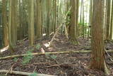 伊賀 行者山城の写真