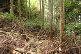 伊賀 行者山城の写真