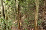伊賀 行者山城の写真