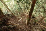 伊賀 行者山城の写真