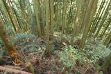 伊賀 行者山城の写真