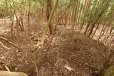 伊賀 短野城の写真