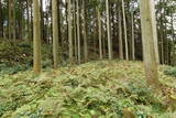 伊賀 諸木氏城の写真