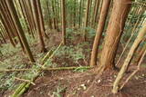 伊賀 諸木氏城の写真