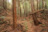 伊賀 桜町中将城の写真