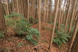 伊賀 丸山城(下神戸)の写真