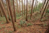 伊賀 丸山城(下神戸)の写真