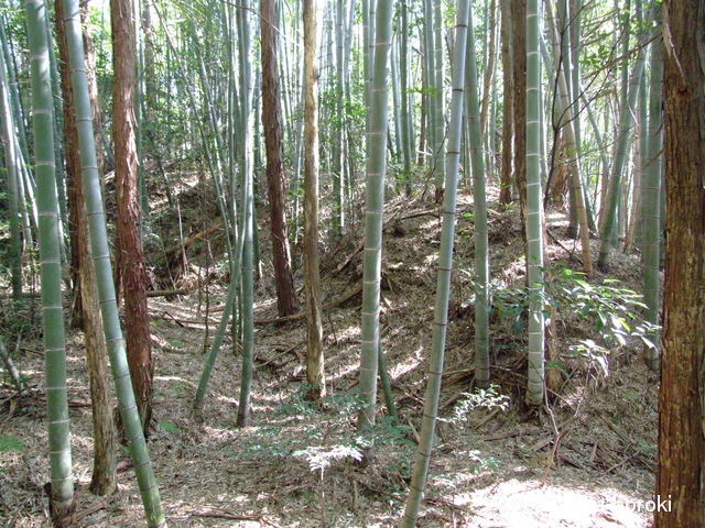 伊賀 杉山八三郎城の写真