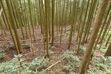 伊賀 山下氏城の写真