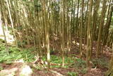 伊賀 山下氏城の写真