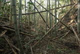 壱岐 高津城の写真