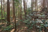 壱岐 帯田城の写真