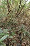 壱岐 右城城の写真