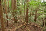 因幡 飛田砦の写真