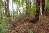 因幡 飛田砦の写真