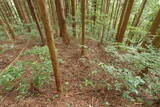 因幡 飛田砦の写真
