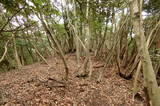 因幡 蛇山城(福部町)の写真