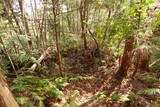 因幡 勝山城の写真