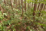 因幡 勝山城の写真