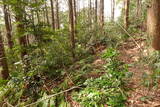 因幡 勝山城の写真