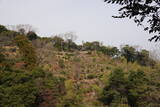 因幡 勝山城の写真