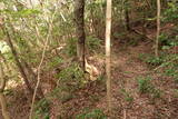 因幡 勝山城の写真