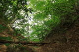 因幡 荒神山城の写真