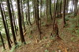 因幡 狗尸那城の写真