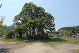 因幡 鳥取城の写真