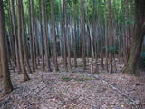 伊勢 細野城の写真
