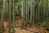 伊勢 上野城の写真