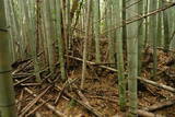 伊勢 上野城の写真
