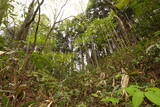 石見 千穂山城の写真