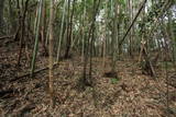 石見 原城の写真