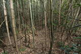石見 原城の写真