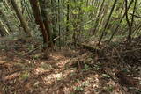 石見 原城の写真