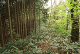 石見 幡屋城の写真