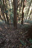 石見 本城の写真
