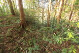 石見 平城の写真
