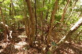 石見 三隅城の写真