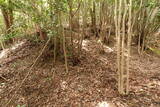 石見 三隅城の写真