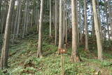 伊予 居倍野城の写真
