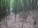 伊予 円山城の写真