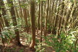 伊予 鷹森城(美川村)の写真