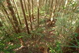 伊予 鷹森城(美川村)の写真