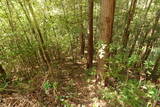 伊予 向城(肱川町)の写真