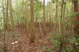 伊予 大森城(松野町)の写真