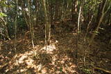 伊予 大森城(松野町)の写真