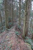 伊予 小河城の写真